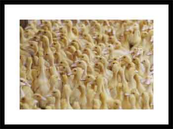 View of a large flock of ducks