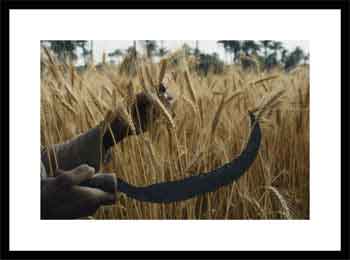 Close-up of the hands of an Egyptian farmer harvesting wheat with a serrated sickle 